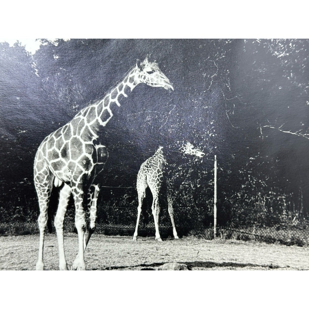 Vintage Photo Lot 70+ Vacation New Orleans Cemetery Galveston Zoo Life 8" x 10"